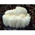 Extacto de Melena de León (Hericium erinaceus)